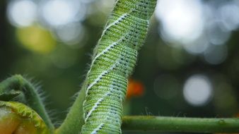 Closeup photo of Caterpillar is in a garden
