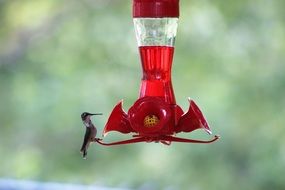 Hummingbird eats sugar