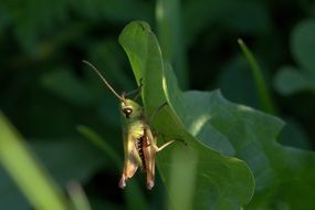 chirping grasshopper