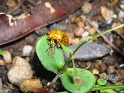 yellow bug