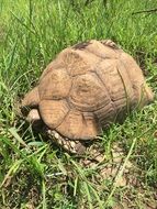 brown turtle on a green meadow in Kenya