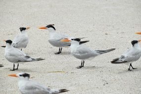 Birds are standing on the sandy beach