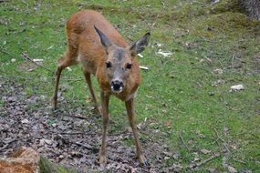 young roe deer in wild nature