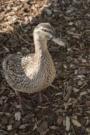 gray female duck in the wild