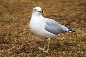 white seagull on autumn grass