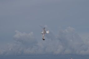 the white gull is flying in the blue sky