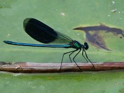 charmingly cute Ważka Insect