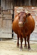 pregnant cow on farm