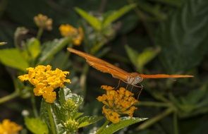 orange butterfly on the wildflower