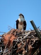 Hawk in a nest
