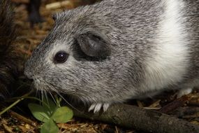 cuddly grey and white guinea pig