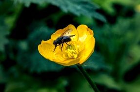 black fly on a yellow flower
