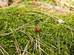 ladybug on green grass