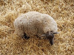 top view of a sheep in a straw