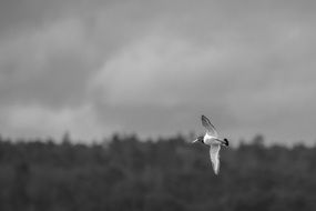 black and white photo flight gull