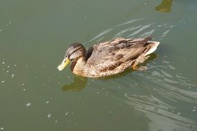 female duck in the pond