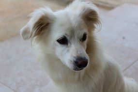 White adorable puppy at home
