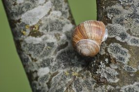 Snail hibernates on tree closeup
