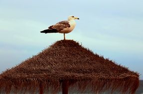 a seagull stands on a straw umbrella on the beach