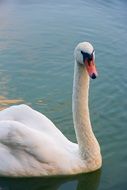 swimming beautiful white swan