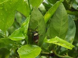 black white beetle in green leaf