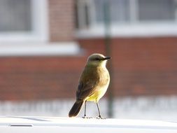 yellow bird on the background of the house