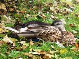 resting wild duck in autumn
