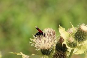 winged insect on the thistle