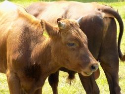 red-brown milk cows close-up