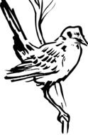 Bird perching on Twig, black and white drawing