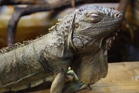 dozing scaly iguana