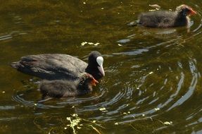 coot bird in water with offspring