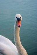 graceful white swan on the blue water