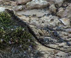 lizard on a stone in fauna
