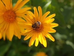 bee on yellow flowers in nature