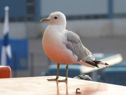 Kittiwake Seaside Bird closeup