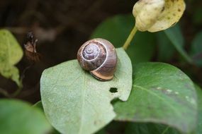 Snail sits on the leaf