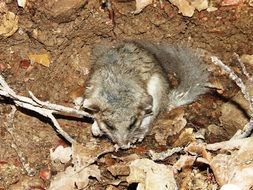 forest dormouse in the wild
