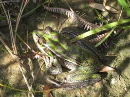 top view of a green frog in a natural environment
