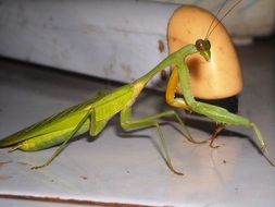 praying mantis near a wooden stick