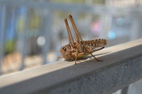 cute brown Grasshopper closeup