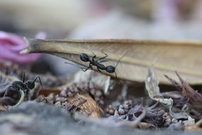 busy black ant