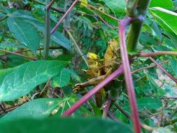 grasshopper on a brown stalk
