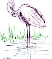 drawn purple flamingo in the water