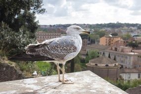 grey seagull on the roof in italy