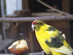 bird near half an apple