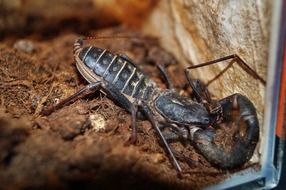 Scorpio on the ground