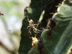 handsome Insect Spider