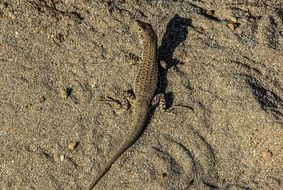 Lizard on a sand