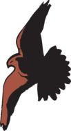 Drawing of the flying hawk clipart